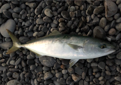 チャンスをものに♪