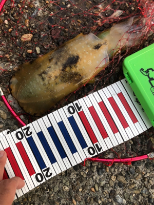 子供とアジ釣り&アオリ