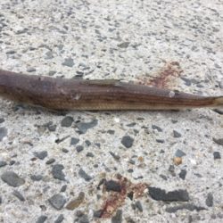 本命はどこにいるのやら