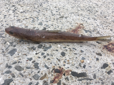 本命はどこにいるのやら