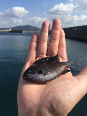 サビキ  コッパグレ  イワシ