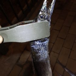 雨後のタチウオ