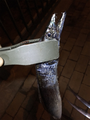 雨後のタチウオ