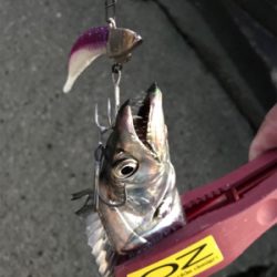 今日は、ワインドＤＡＹ