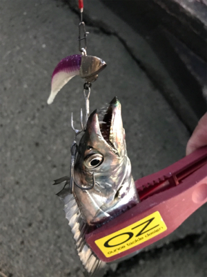 今日は、ワインドＤＡＹ