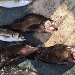 メバルやグレが良く釣れる