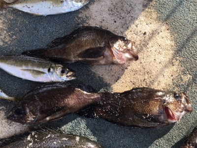 メバルやグレが良く釣れる