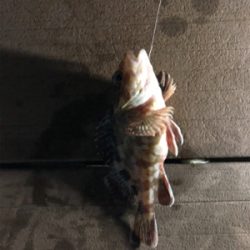 今日はアタリが少なかったです