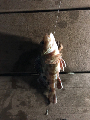 今日はアタリが少なかったです