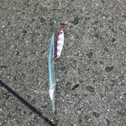 なんとかボウズ回避