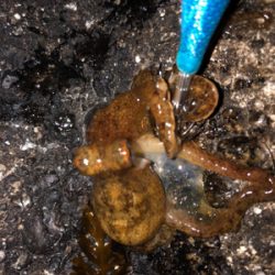 アオリボーズ代わりに？？？