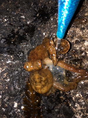 アオリボーズ代わりに？？？