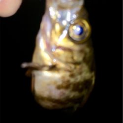 メバリンガー1800〜1920