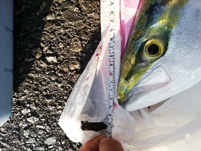 久しぶりのメジロ様