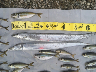 ナイトアジング/サーベリング☆GUNNING-STYLE