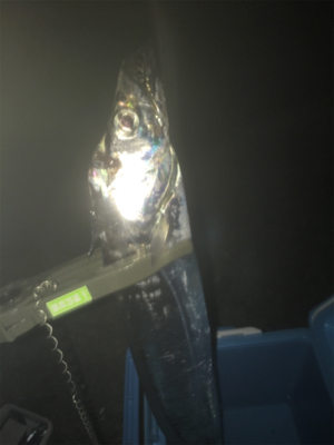 タチウオウキ釣り