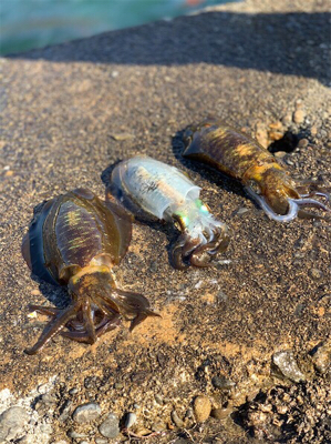 行ったことないところ