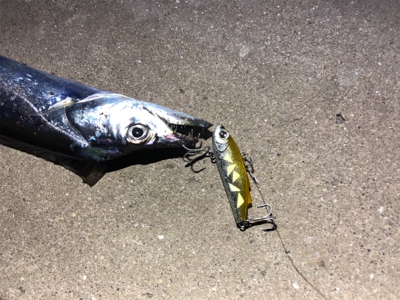 サイト太刀魚！