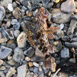 親父たちの釣行 舞鶴編