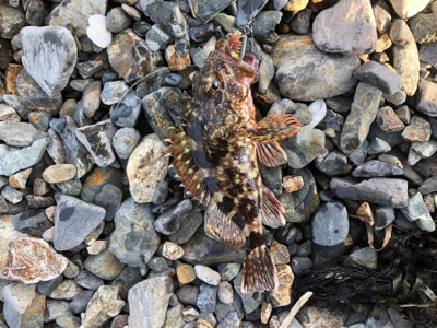 親父たちの釣行 舞鶴編