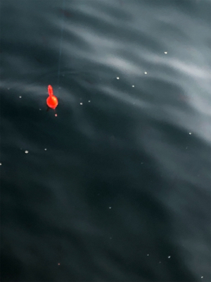 久しぶりの遠投サビキ