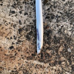 タチウオしか来んなぁ。