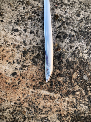 タチウオしか来んなぁ。