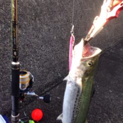 アジ33cm,サゴシ45cm