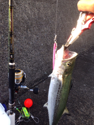 アジ33cm,サゴシ45cm