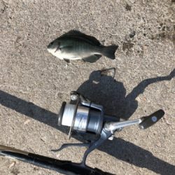 秋の波止フカセ魚種多彩だが？