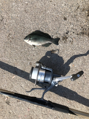 秋の波止フカセ魚種多彩だが？