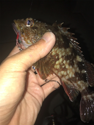 ボートてカサゴ