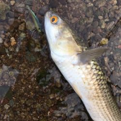 釣れたのはデカぼら