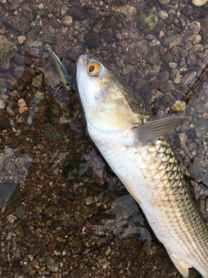 釣れたのはデカぼら