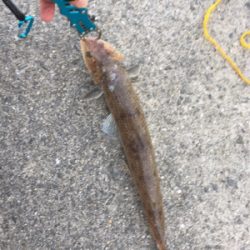 ひさしぶりの釣り