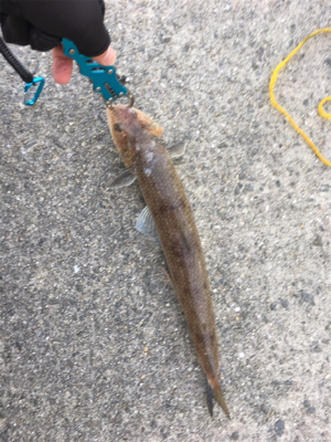 ひさしぶりの釣り