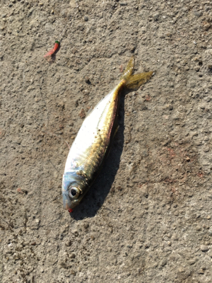 スズメダイの刺身