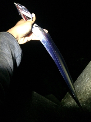 鳴門でタチウオテンヤ