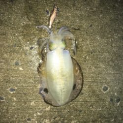 なんとか釣れた