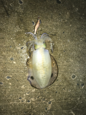 なんとか釣れた