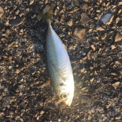 五目釣り  尻尾ないアコウ