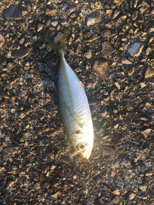 五目釣り  尻尾ないアコウ