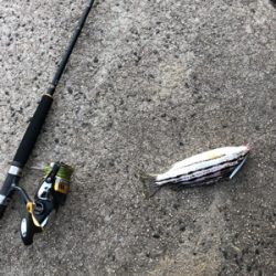 エソときどきサゴシ