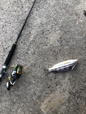 エソときどきサゴシ