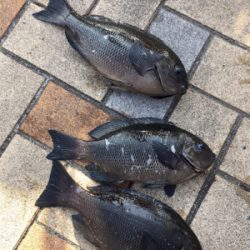 朝マヅメからグレ釣りに