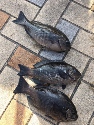 朝マヅメからグレ釣りに