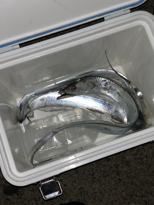 ねばりのジギング