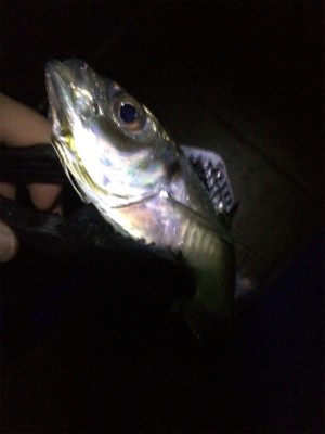 癒しのアジング