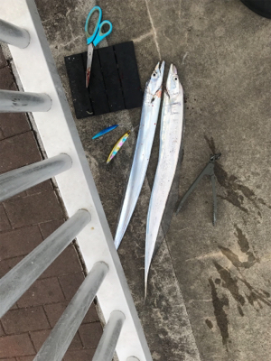 出遅れ太刀魚間に合った