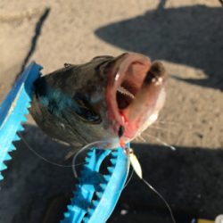 ライトゲームin御所浦